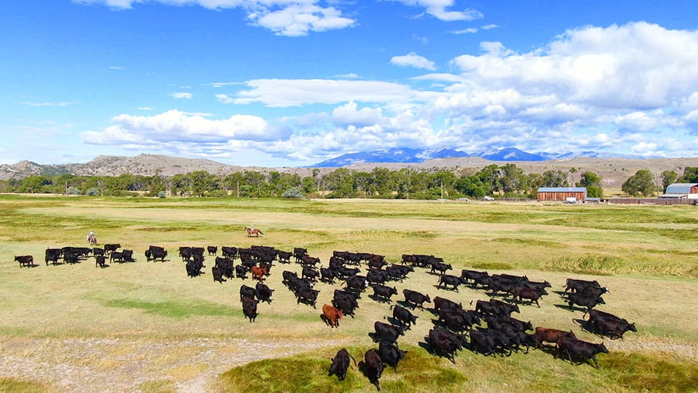cattle on grassland
